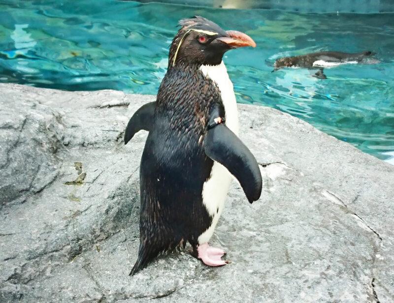 旭山動物園のペンギンの画像です。